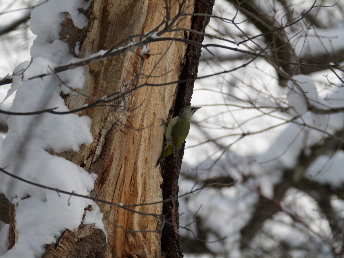 Gray-headed Woodpecker - ML647010644