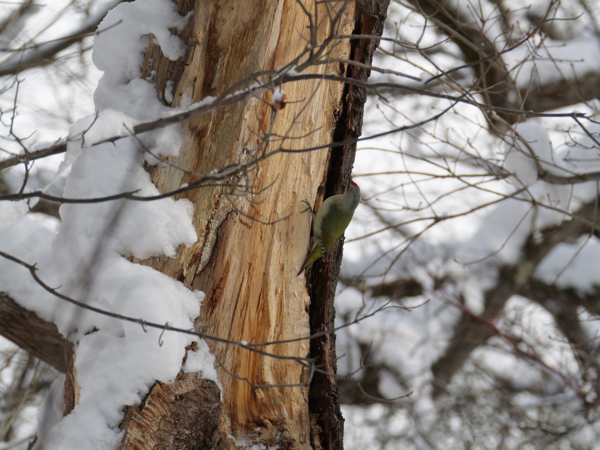 Gray-headed Woodpecker - ML647010645