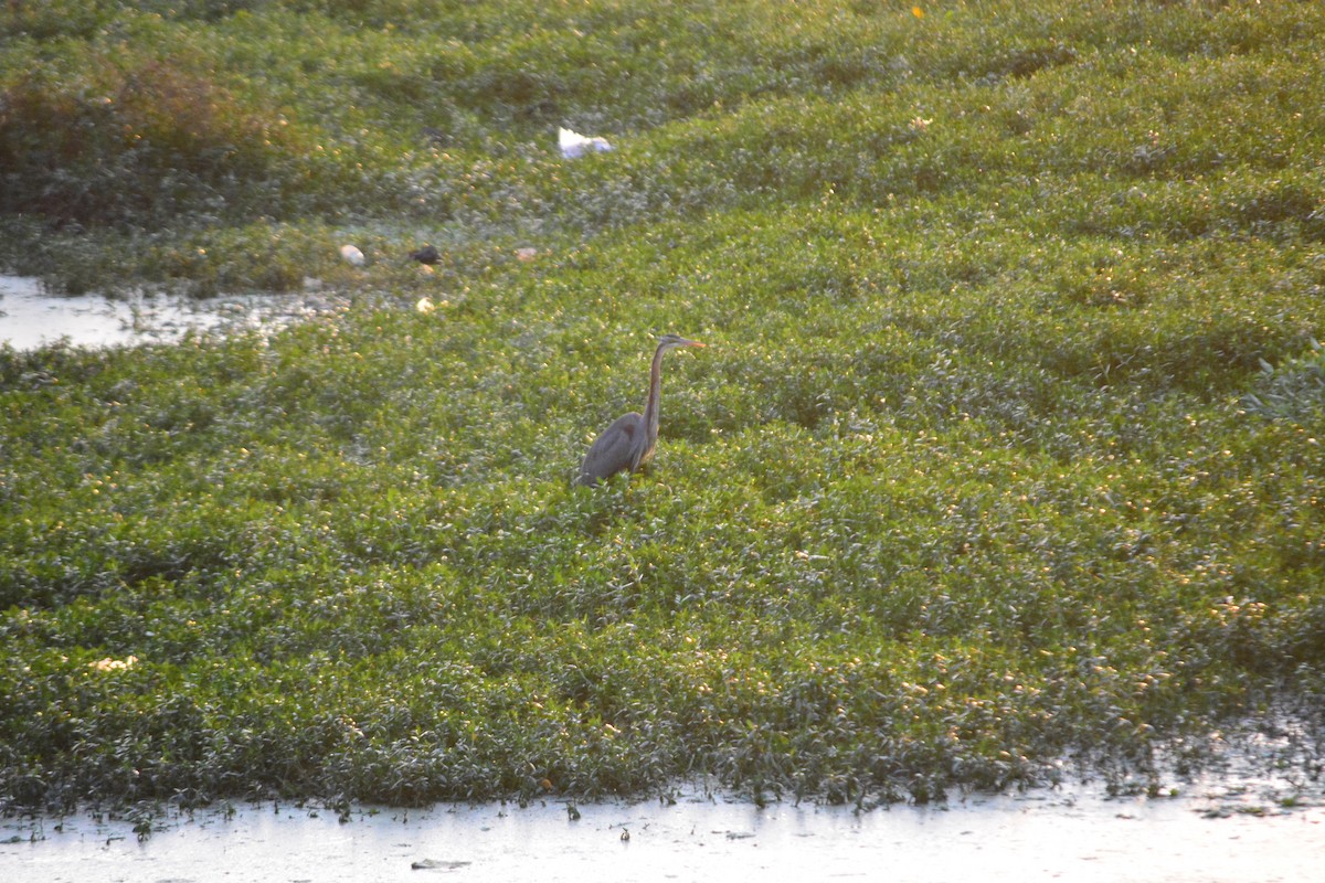 Purple Heron - ML647010649