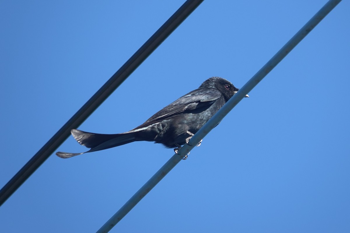 Black Drongo - ML647010650