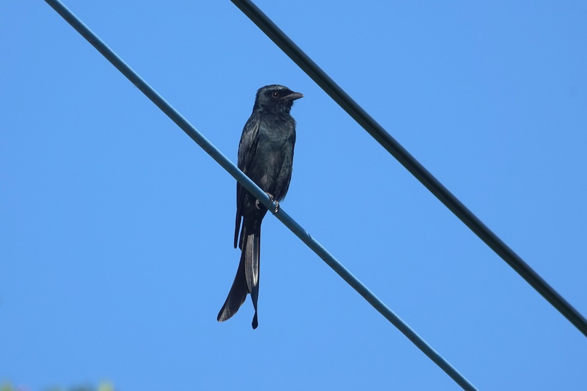 Black Drongo - ML647010651