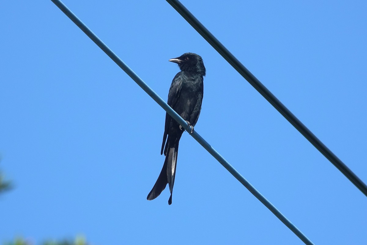 Black Drongo - ML647010652