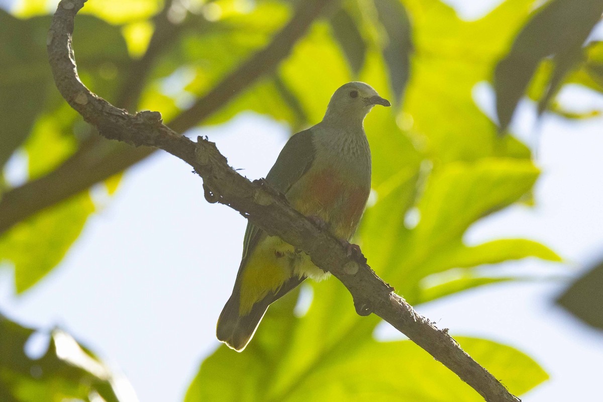 Tilopo Coroniblanco - ML647010655