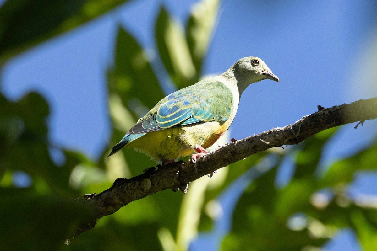 Tilopo Coroniblanco - ML647010656