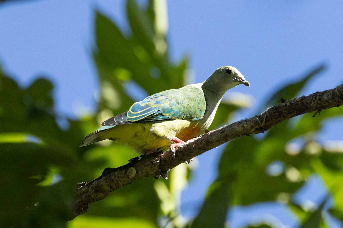 Tilopo Coroniblanco - ML647010657