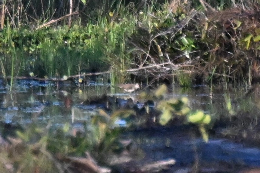 Solitary Sandpiper - ML647010662