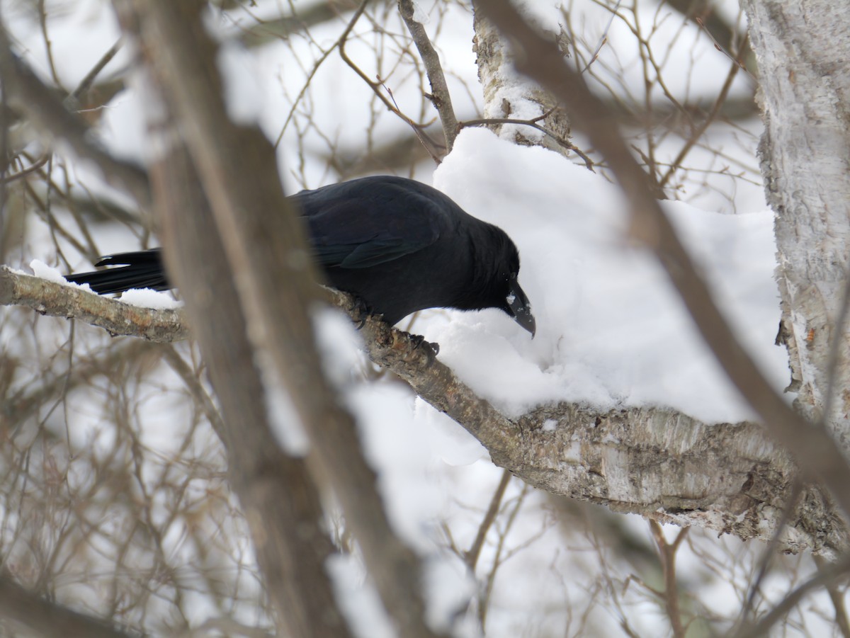 Large-billed Crow - ML647010663