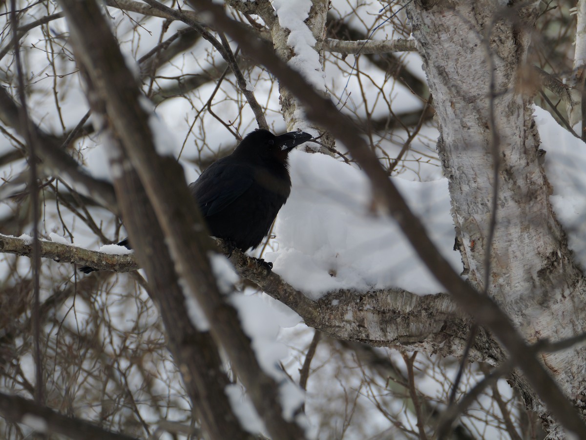 Large-billed Crow - ML647010664