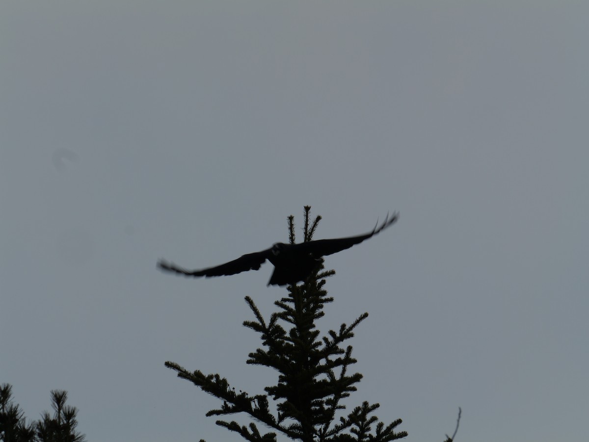 Large-billed Crow - ML647010665