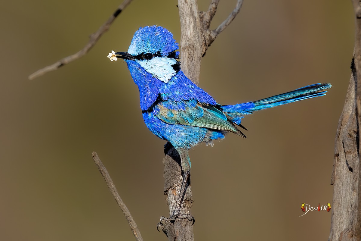 Splendid Fairywren - ML647010670