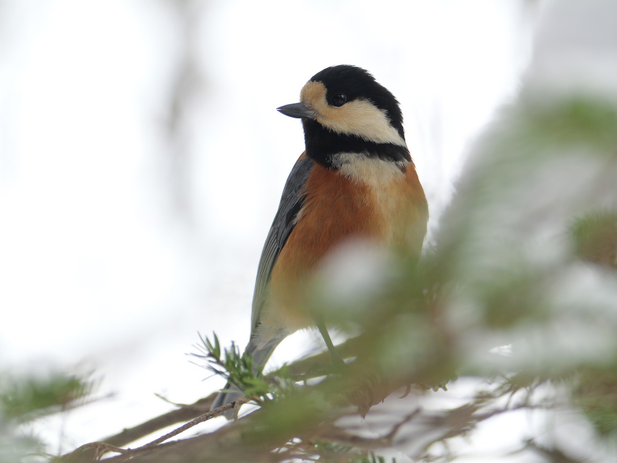 Varied Tit - ML647010672