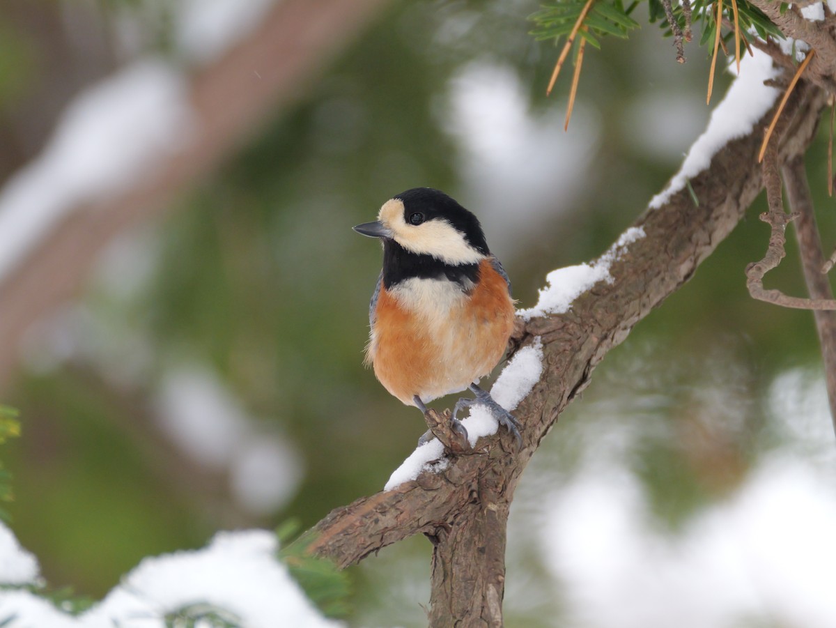 Varied Tit - ML647010673