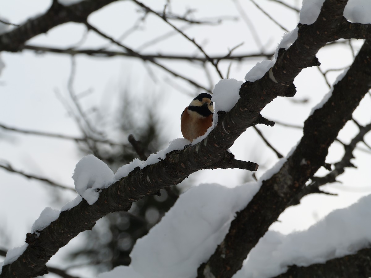 Varied Tit - ML647010674