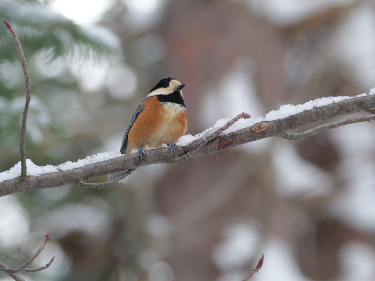 Varied Tit - ML647010675