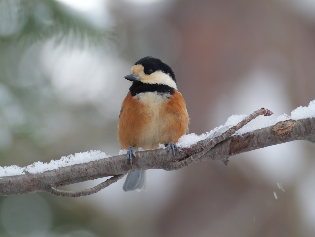 Varied Tit - ML647010676