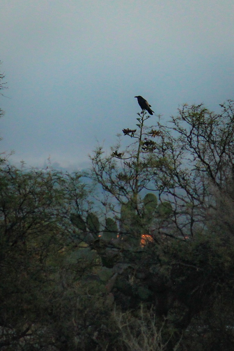 Corvo imperiale - ML647010680