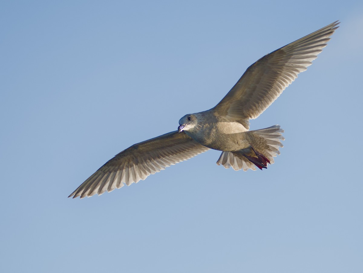 Glaucous-winged Gull - ML647010682