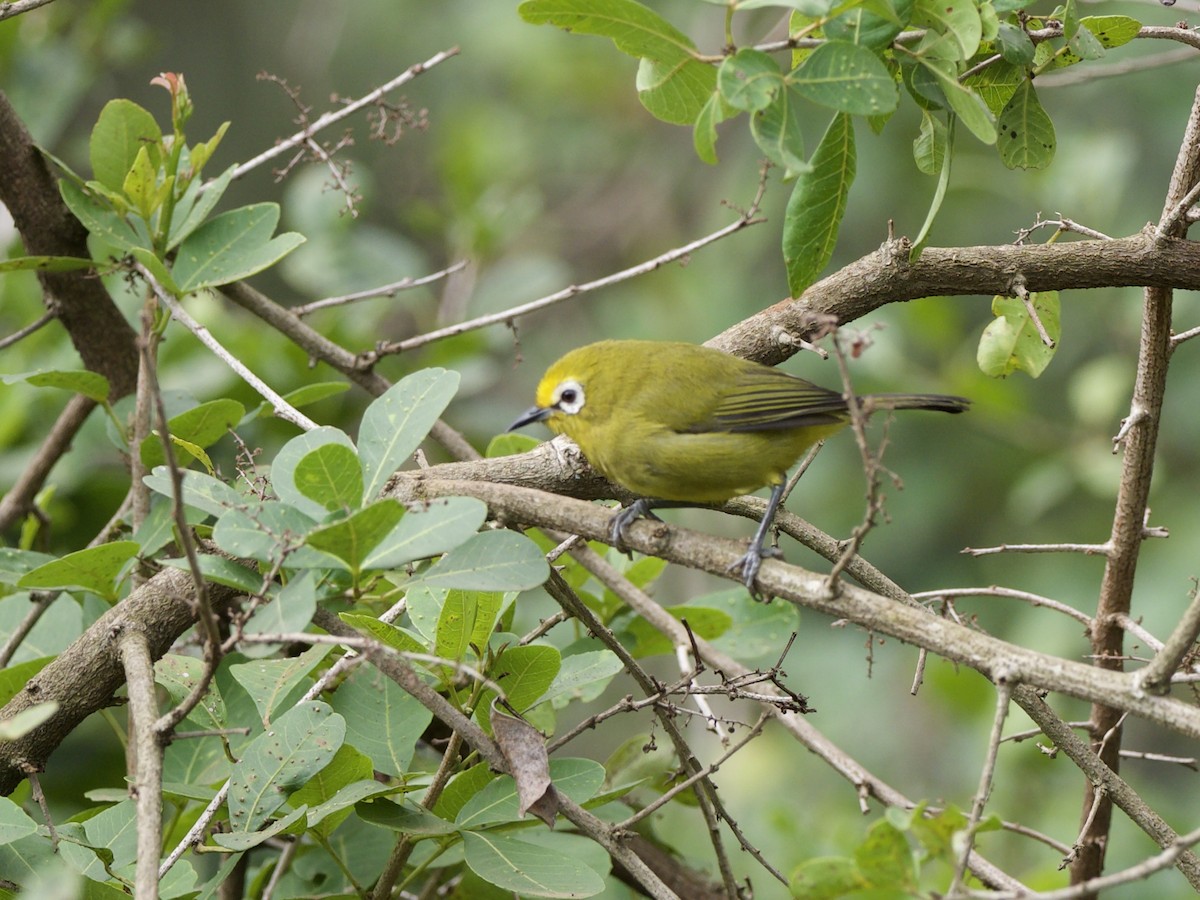 Kikuyu White-eye - ML647010683