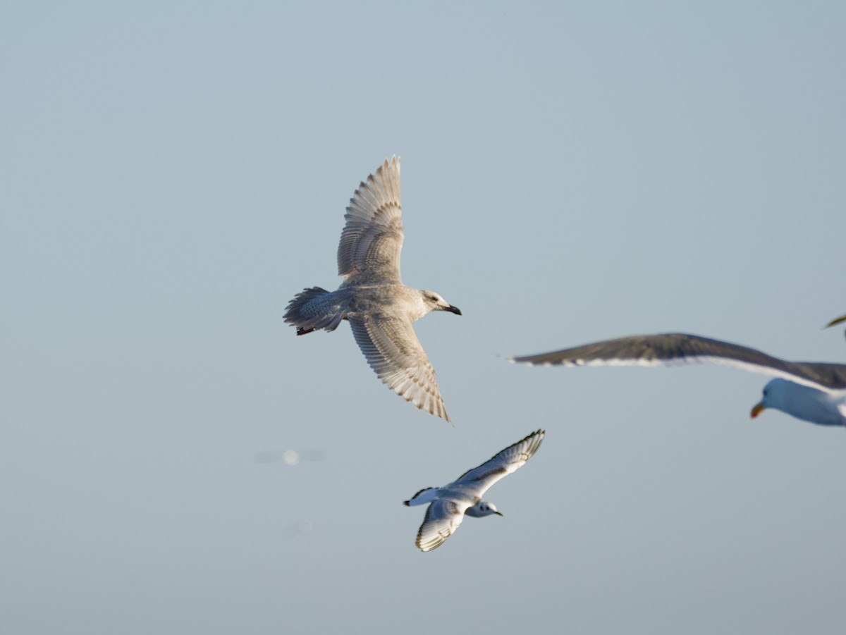 Glaucous-winged Gull - ML647010684