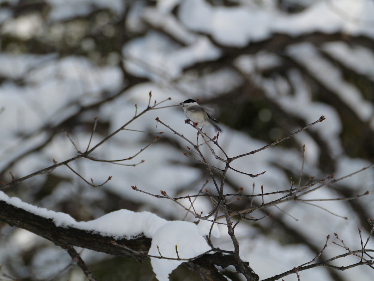 Marsh Tit - ML647010685