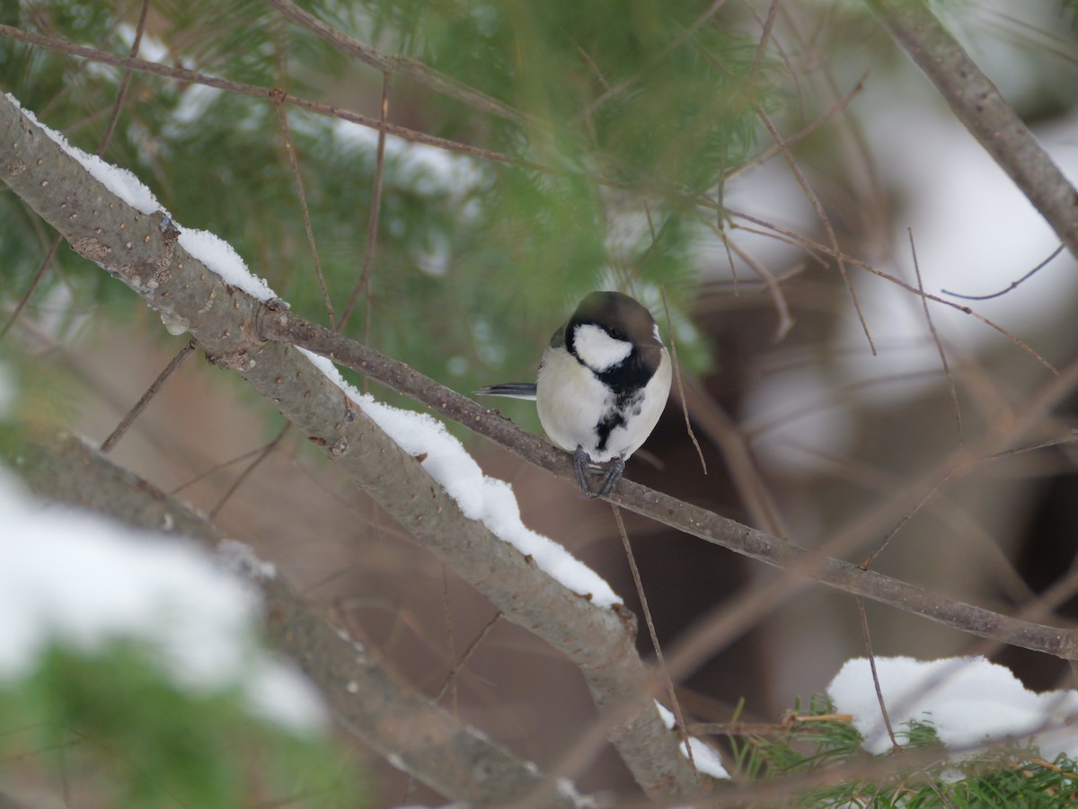 Asian Tit - ML647010688