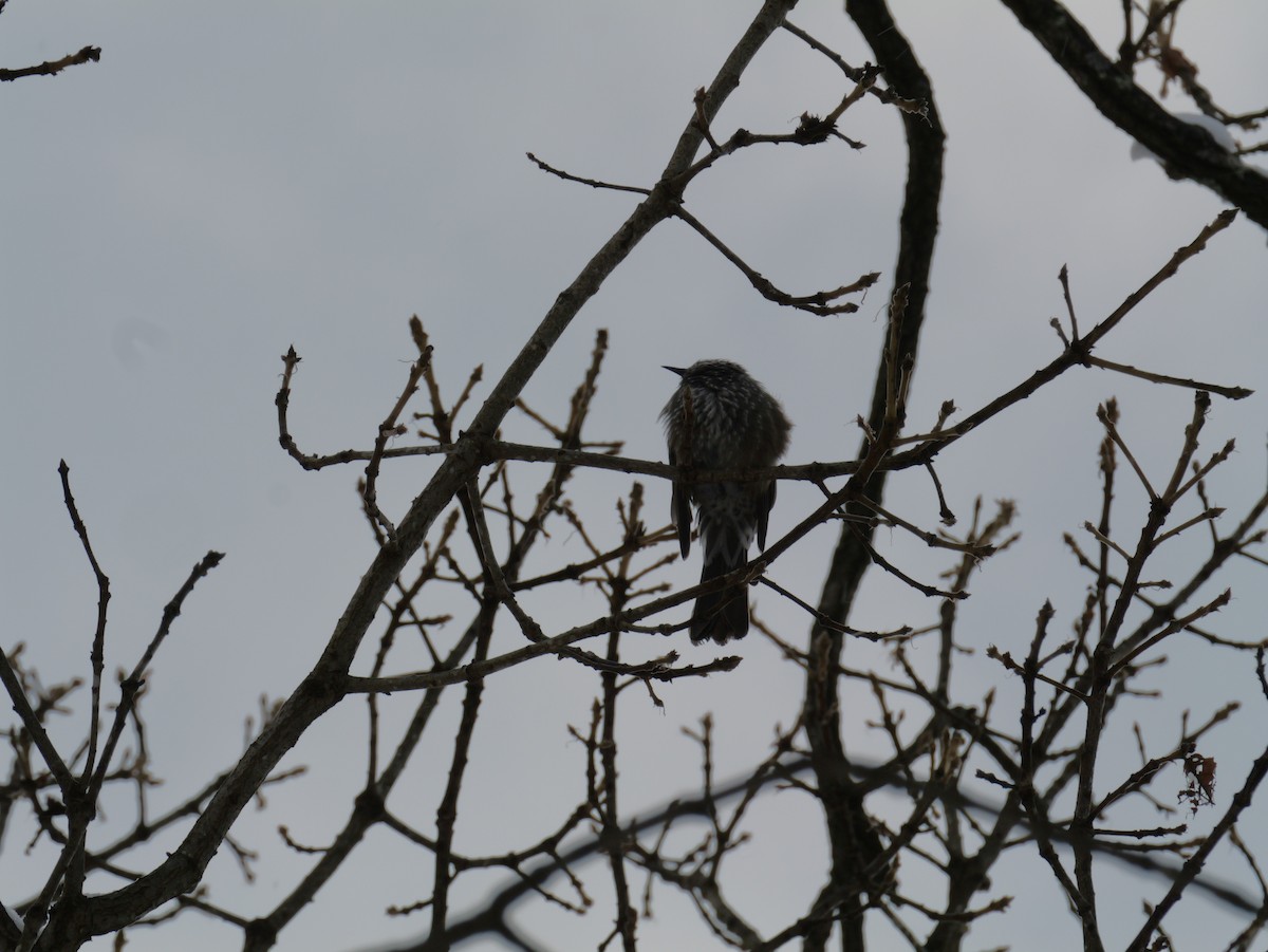 Brown-eared Bulbul - ML647010689