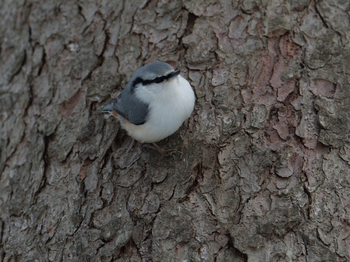 סיטה אירופית - ML647010694