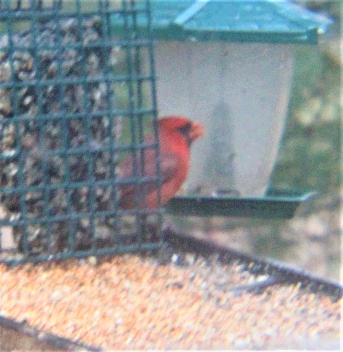 Cardinal rouge - ML647010695