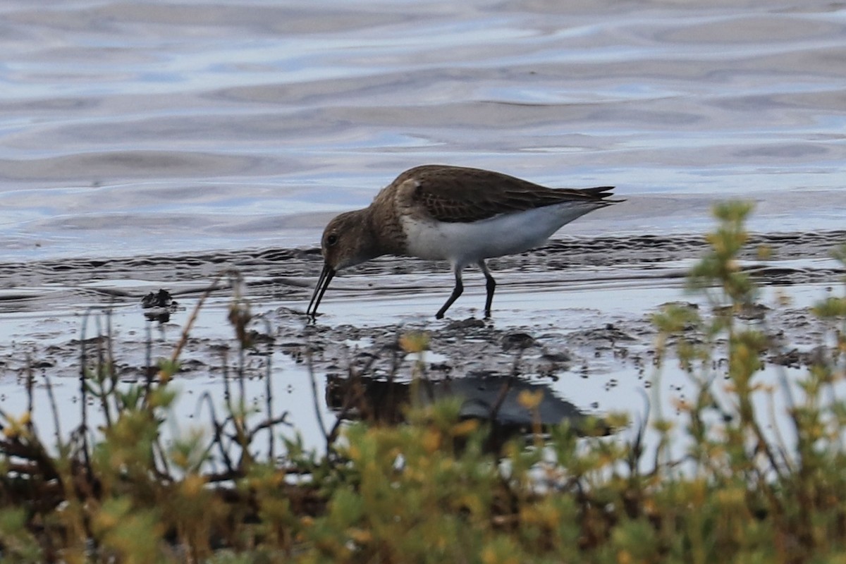 myrsnipe - ML647010696