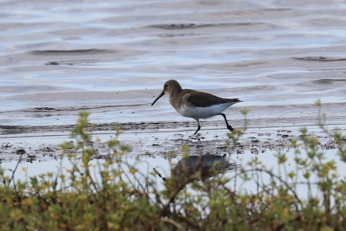 myrsnipe - ML647010697