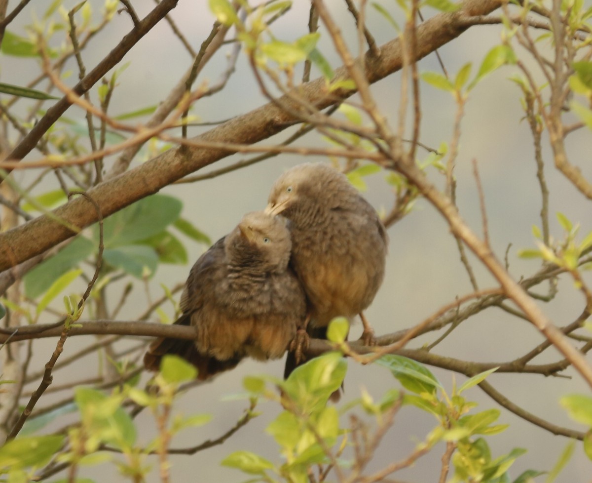 Yellow-billed Babbler - ML647010700