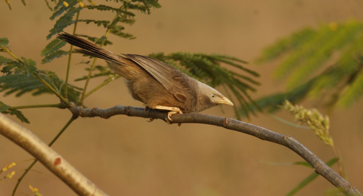 Yellow-billed Babbler - ML647010701