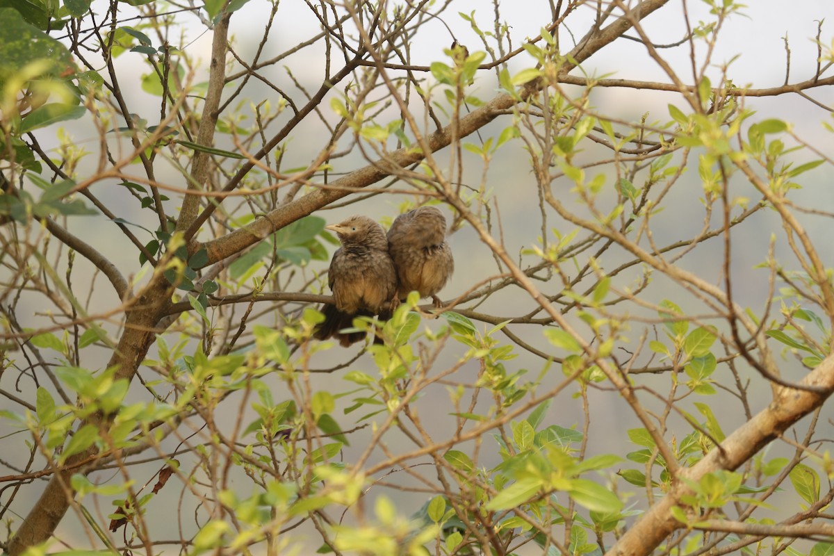 Yellow-billed Babbler - ML647010702