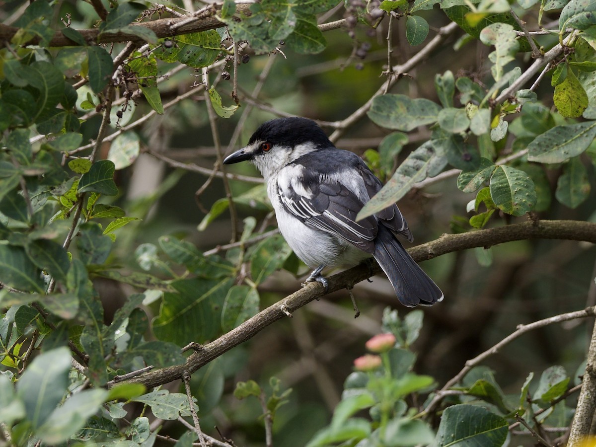 Black-backed Puffback - ML647010708