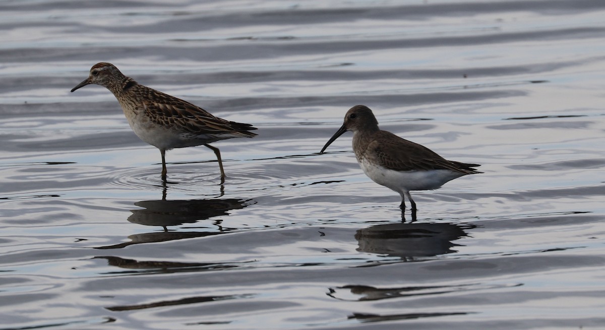 myrsnipe - ML647010709