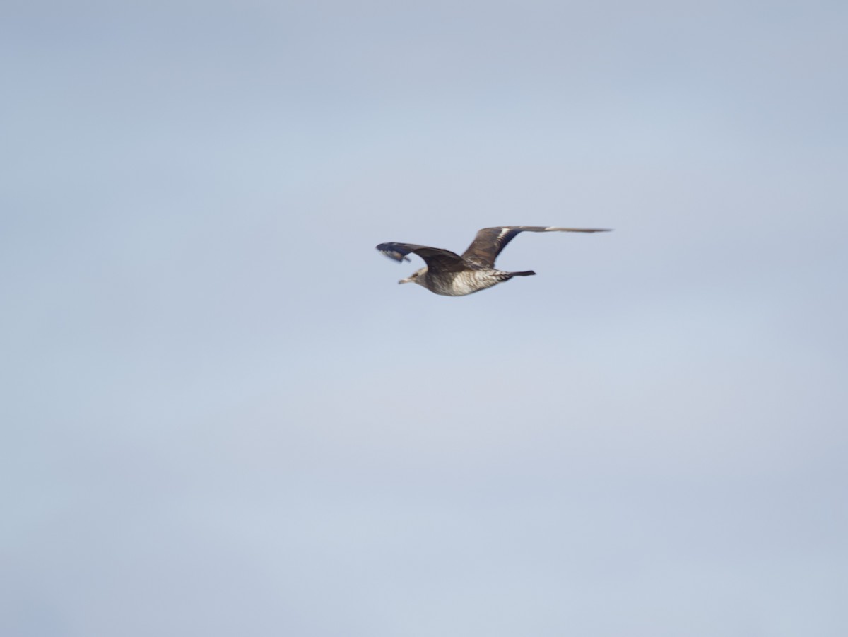 Pomarine Jaeger - ML647010711