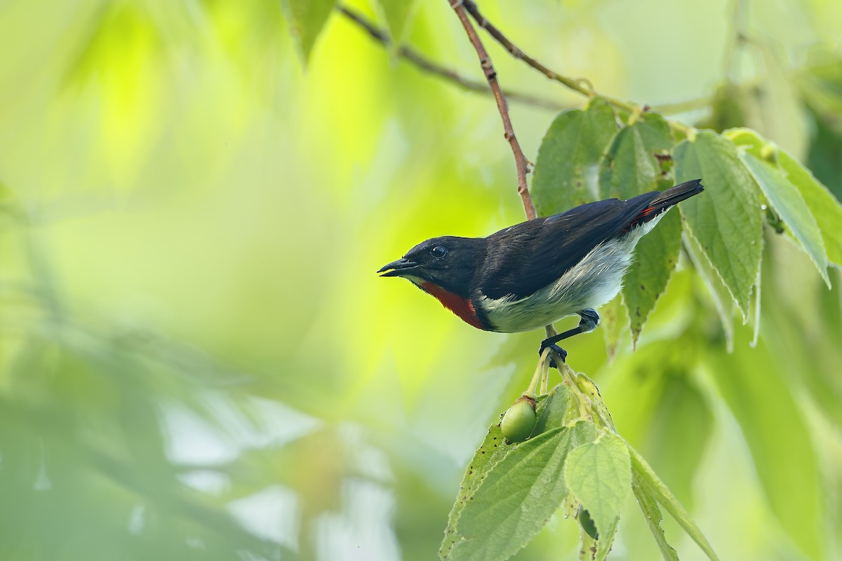Red-chested Flowerpecker - ML647010712