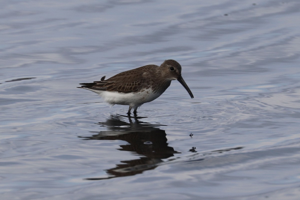 myrsnipe - ML647010713