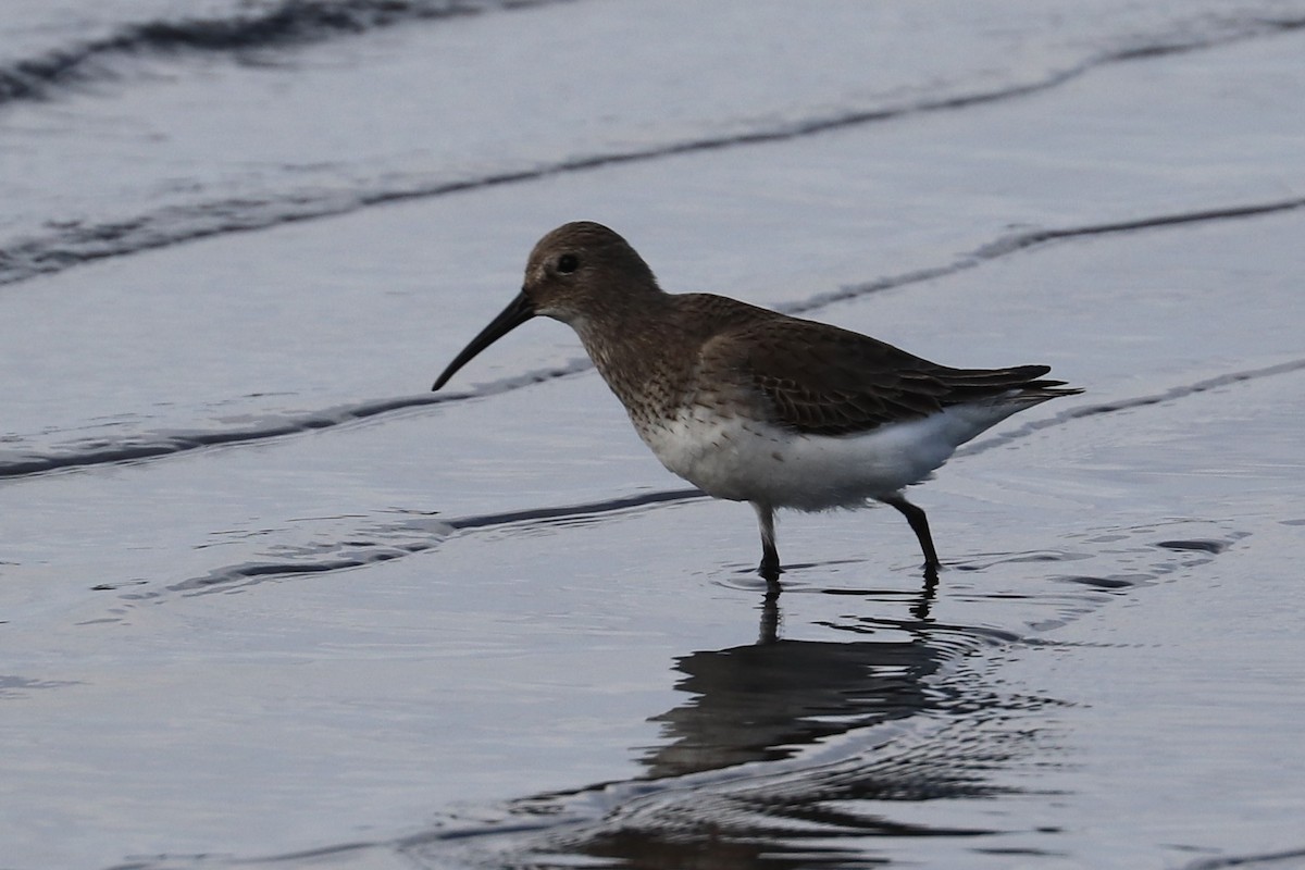 黑腹濱鷸 - ML647010714