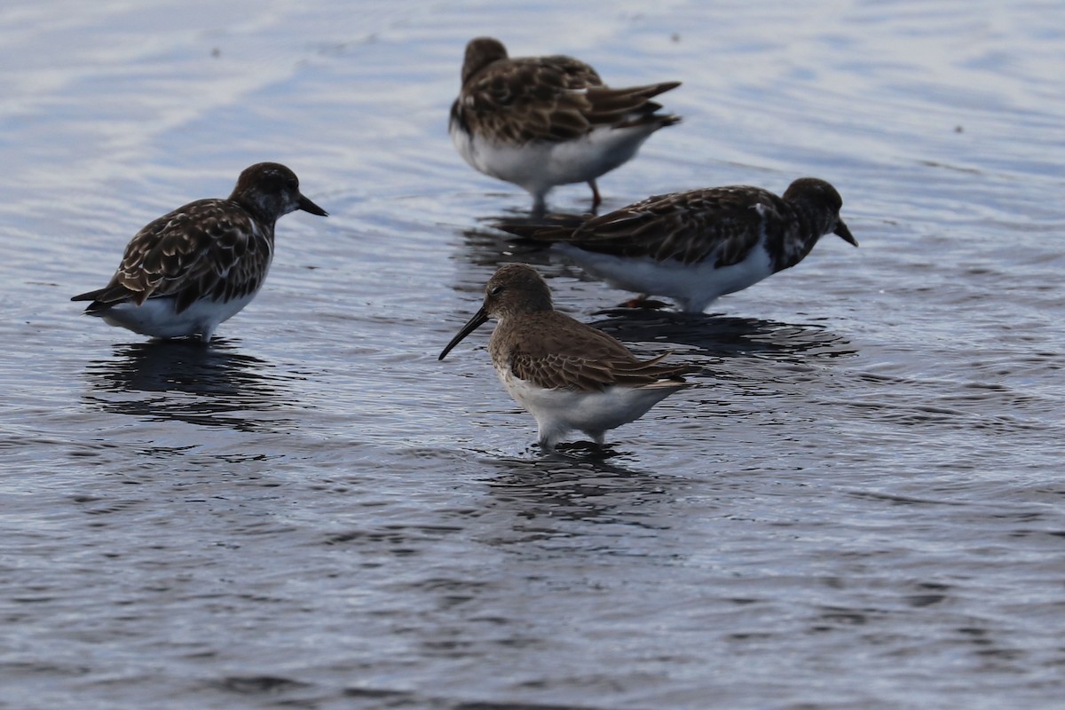 myrsnipe - ML647010715