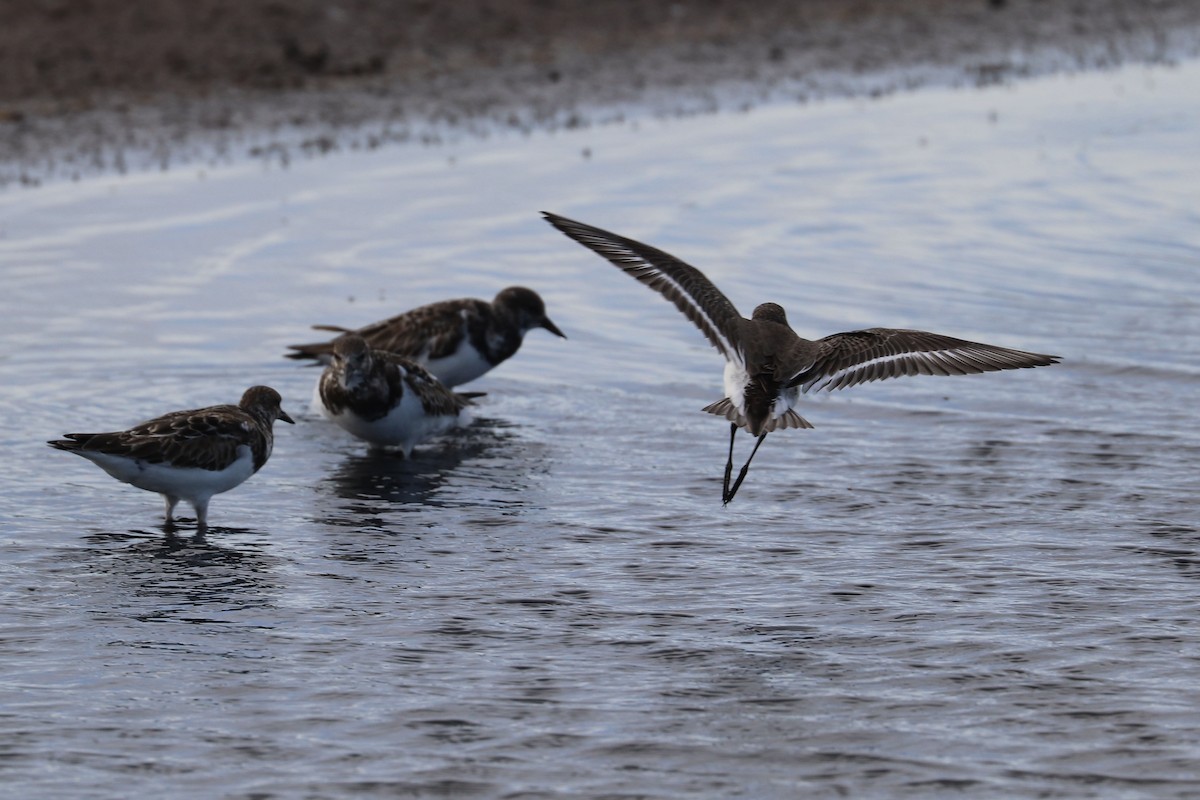 黑腹濱鷸 - ML647010716