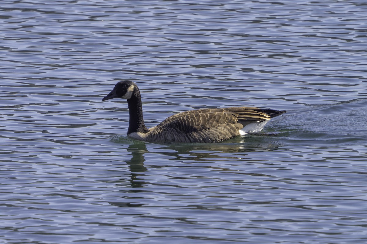 Canada Goose - ML647010717