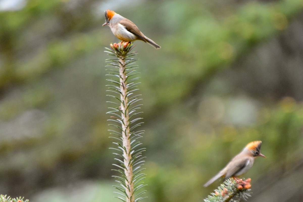 rustnakkeyuhina - ML647010722