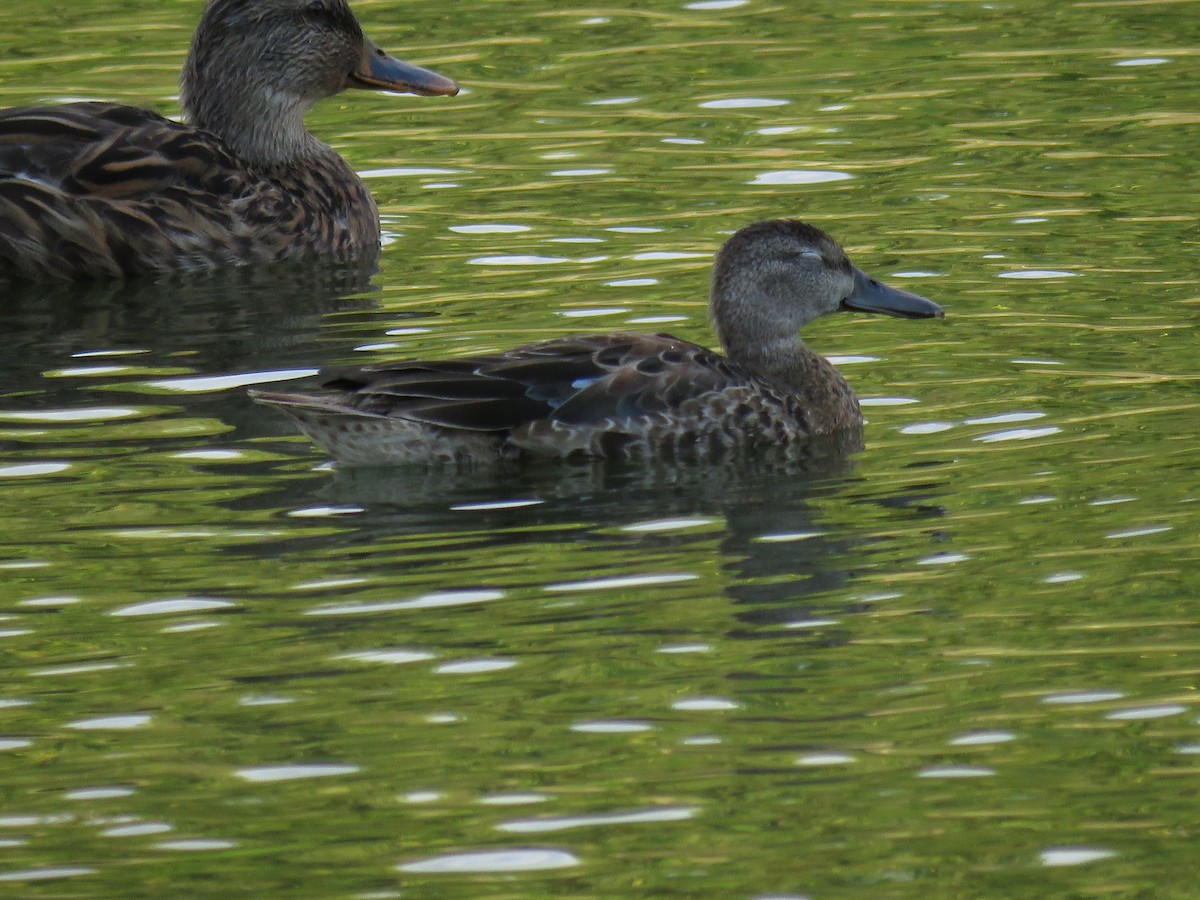 Blue-winged Teal - ML647010734