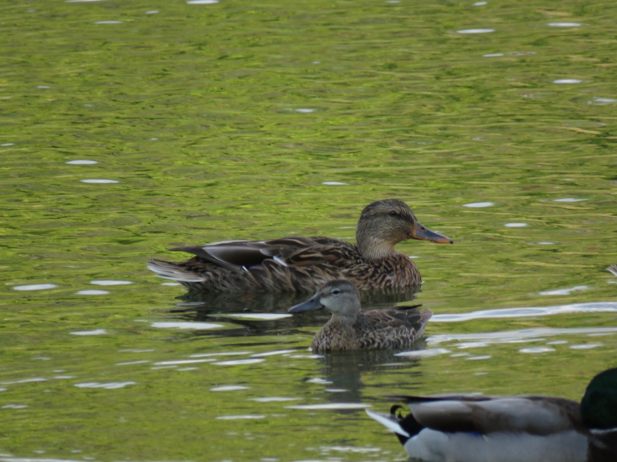 Blue-winged Teal - ML647010736
