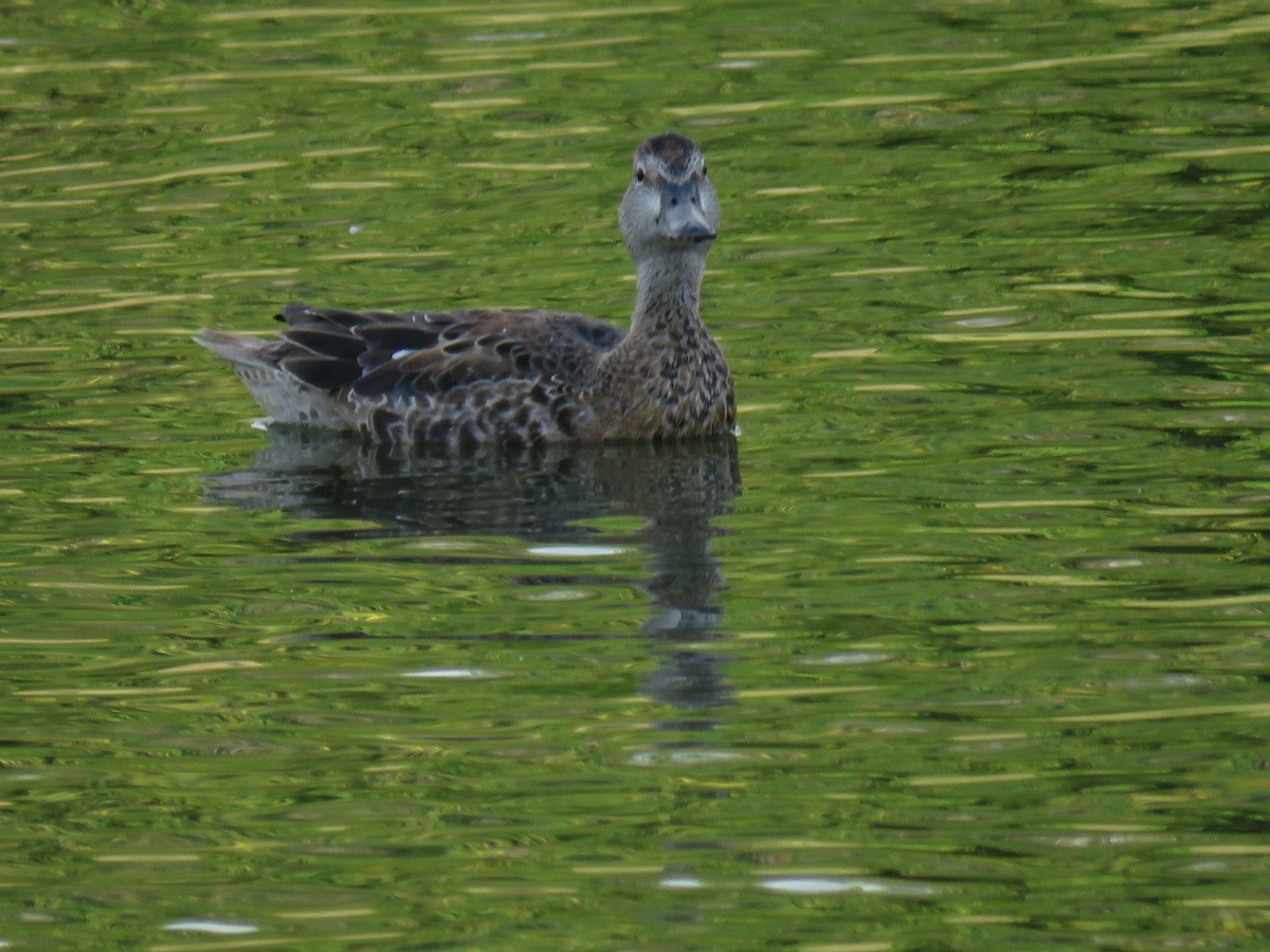 Blue-winged Teal - ML647010737