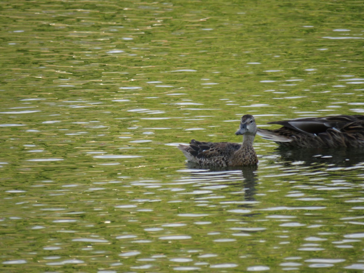 Blue-winged Teal - ML647010738