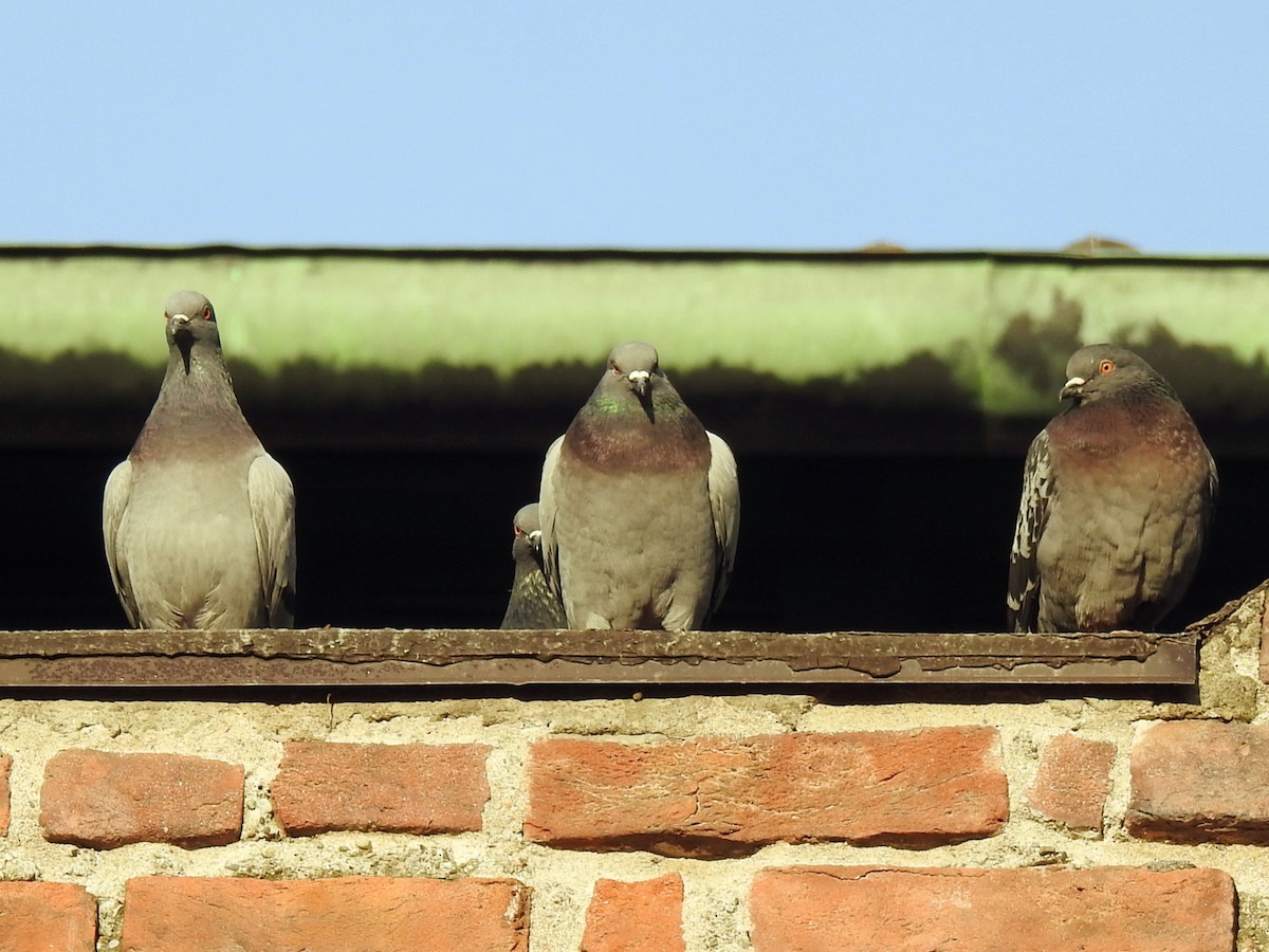 יונת בית - ML647010750