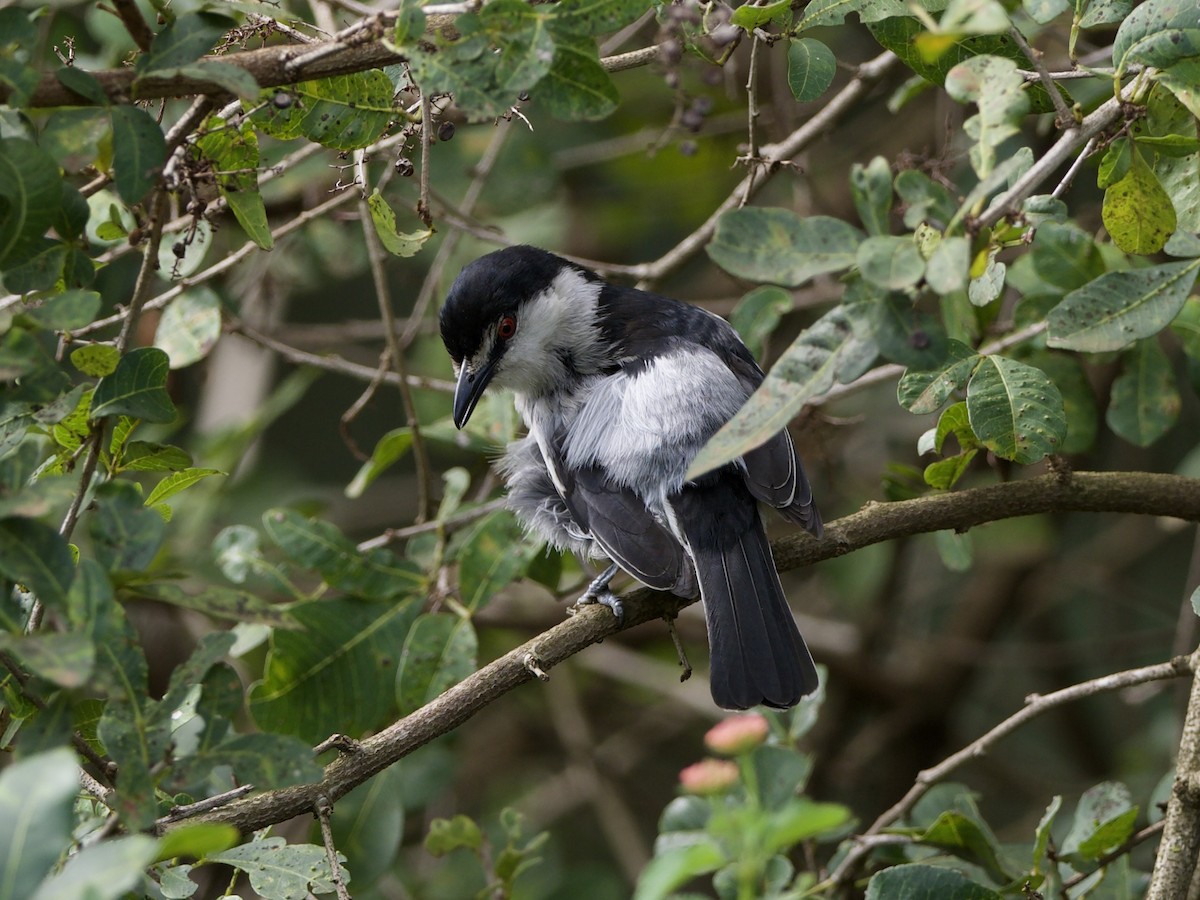 Black-backed Puffback - ML647010753