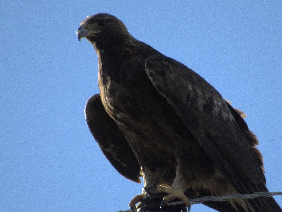 Golden Eagle - ML647010758